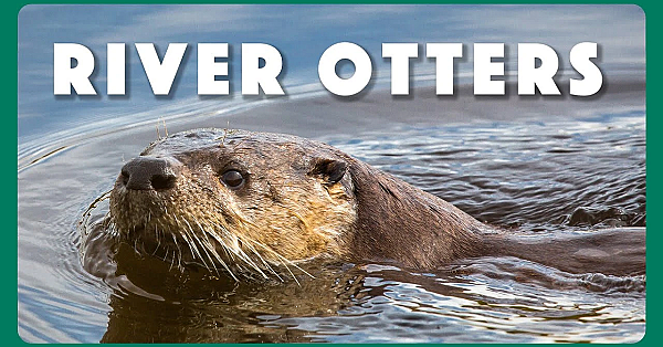 River Otters In Texas
