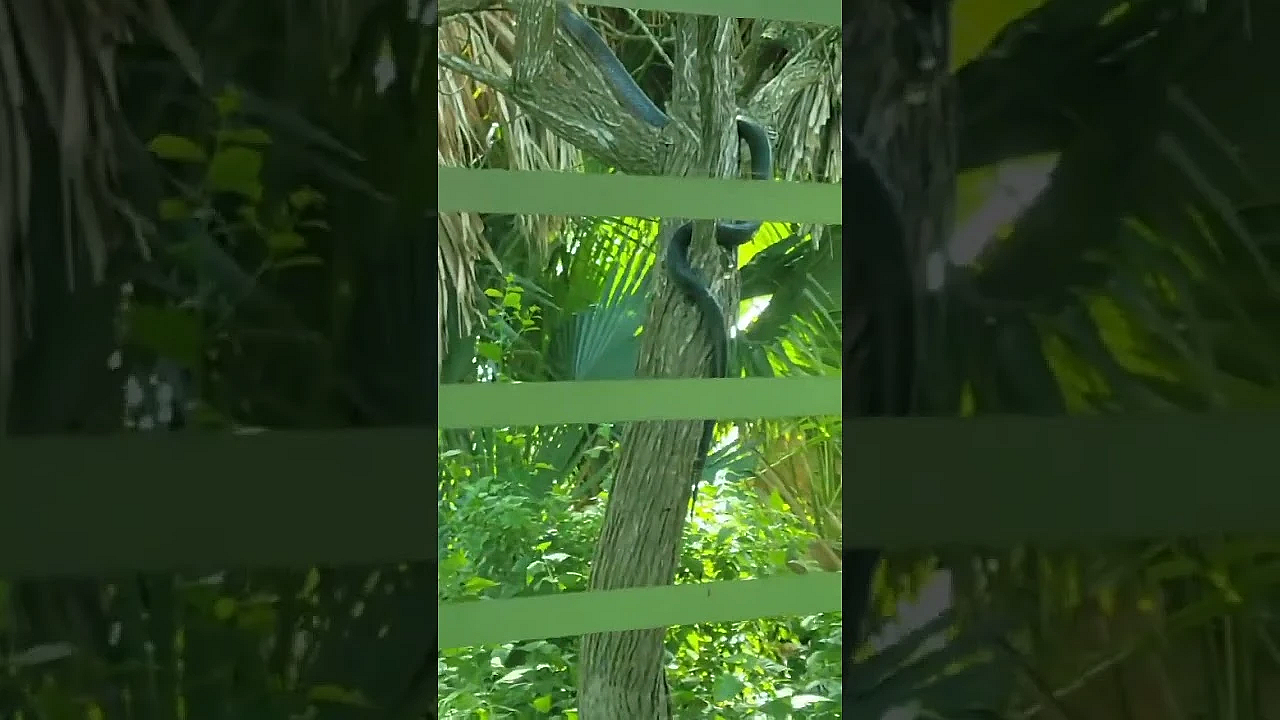 Texas Indigo Snake #snakes #texas