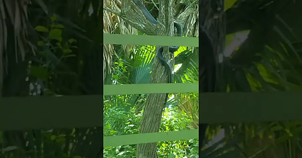 Texas Indigo Snake #snakes #texas