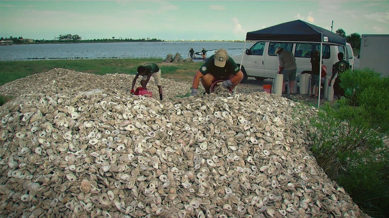 Pbs Show Oyster Shell Recycling, Bighorn Sheep, Looking For Bees, #2713