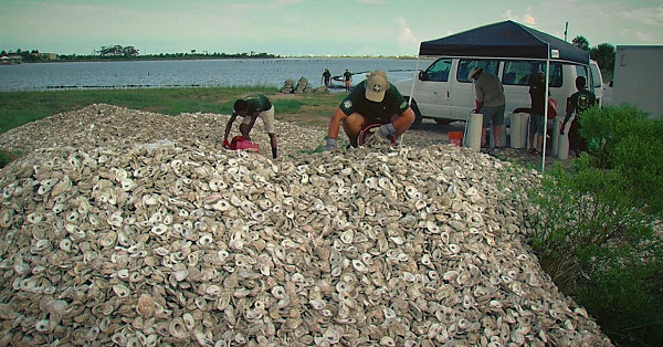 Pbs Show Oyster Shell Recycling, Bighorn Sheep, Looking For Bees, #2713