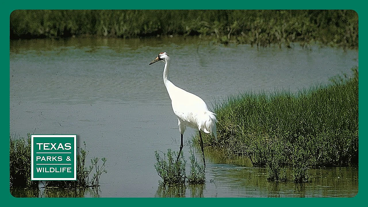 Pbs Preview- Crane Science, Cleburne State Park &amp; Butterfly Boosters