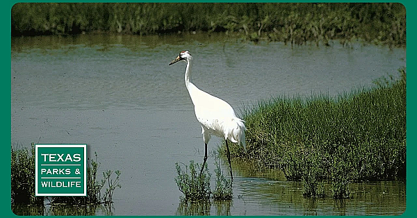 Pbs Preview- Crane Science, Cleburne State Park &amp; Butterfly Boosters