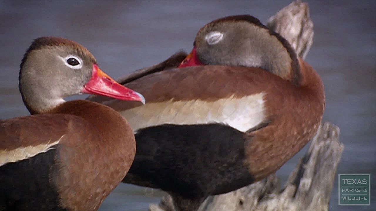 Resaca De La Palma State Park - Texas Parks &amp; Wildlife [official]