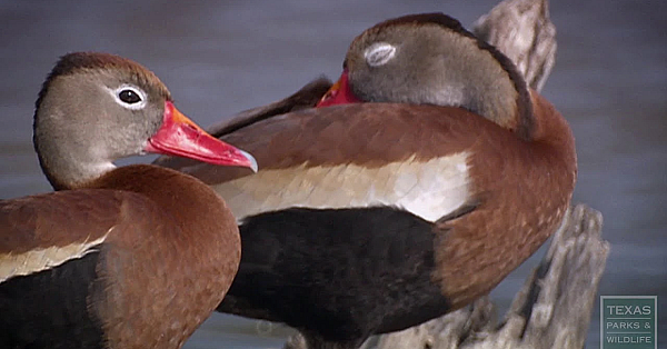 Resaca De La Palma State Park - Texas Parks &amp; Wildlife [official]