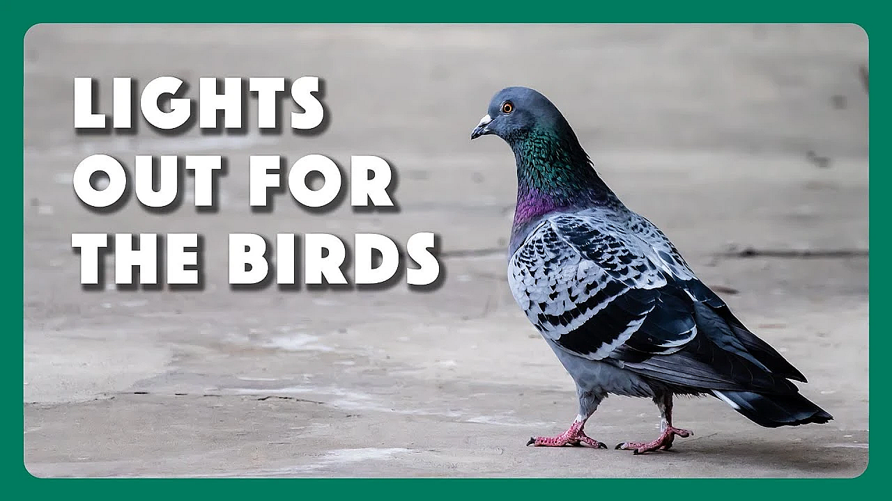 Lights Out For The Birds