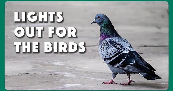 Lights Out For The Birds