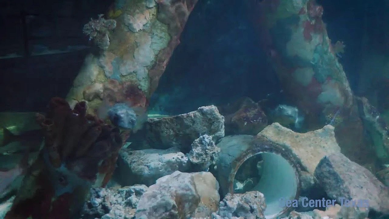 Texas Parks And Wildlife Live Lofi Chill Relaxing Aquarium For Sleep Or Study