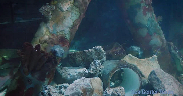 Texas Parks And Wildlife Live Lofi Chill Relaxing Aquarium For Sleep Or Study