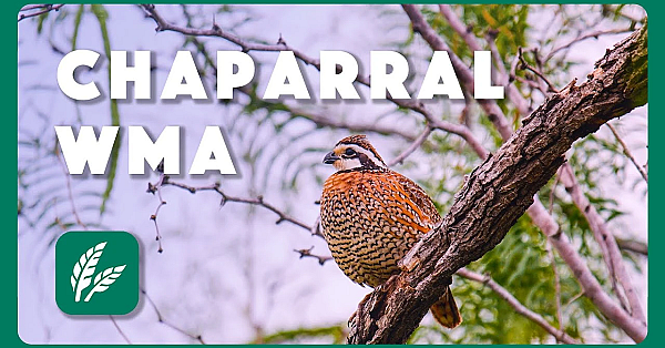 Chaparral Wma - Postcard From Texas