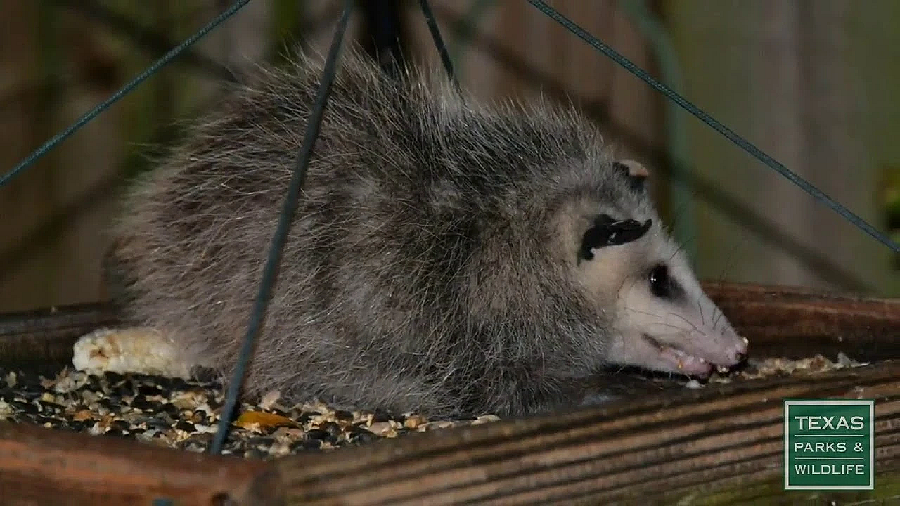 Keeping Wildlife Wild - Tips From A Wildlife Biologist