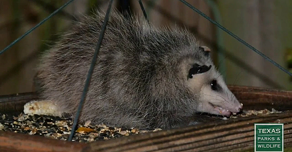 Keeping Wildlife Wild - Tips From A Wildlife Biologist