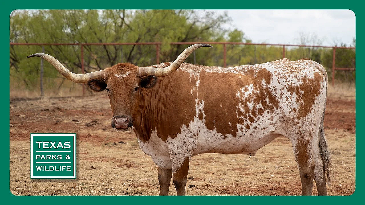 Pbs Trailer - Copper Breaks, Tracking Bass &amp; Caprock Biking Trails