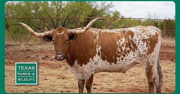 Pbs Trailer - Copper Breaks, Tracking Bass &amp; Caprock Biking Trails