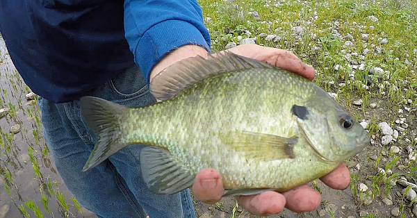 Fishing For Records - Texas Parks &amp; Wildlife [official]