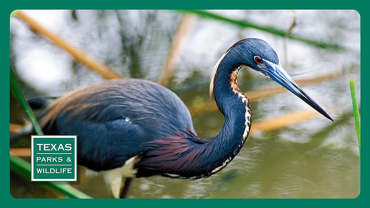 Pbs Trailer - Bird Migration, Fishing For Drum &amp; Saving Baffin Bay