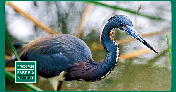 Pbs Trailer - Bird Migration, Fishing For Drum &amp; Saving Baffin Bay