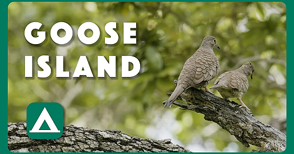 Goose Island Wild Things - Postcard From Texas