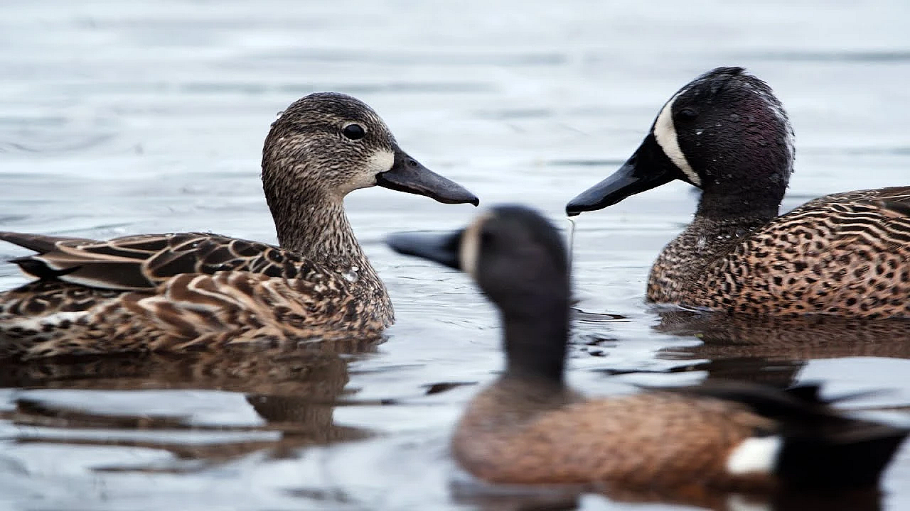 2021 Lone Star Land Steward: Shady W Ranch