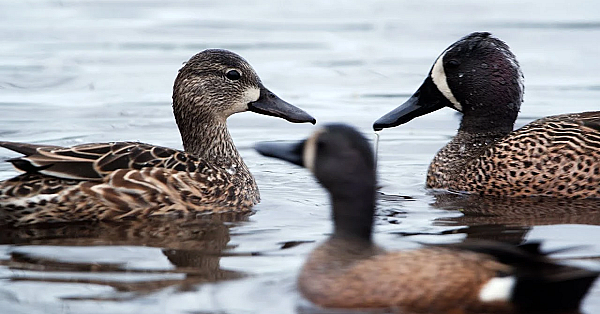 2021 Lone Star Land Steward: Shady W Ranch