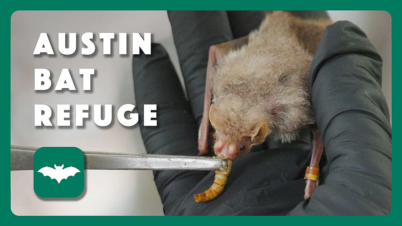 Austin Bat Refuge