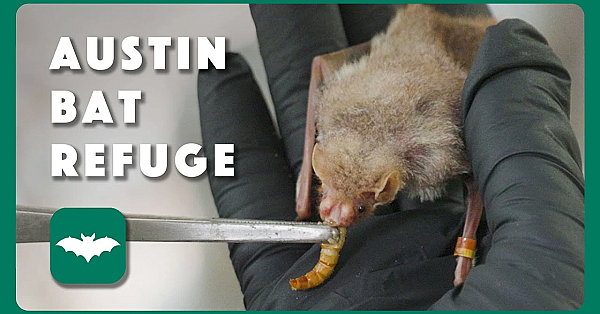 Austin Bat Refuge