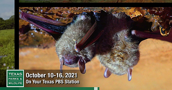 Pbs Preview - Microfishing, Battling For Bats, Guadalupe River - #3001