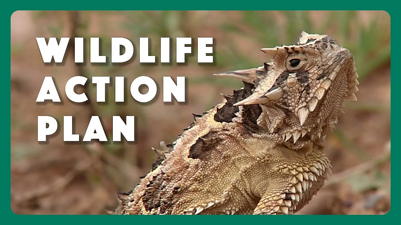 State Wildlife Action Plan For Texas