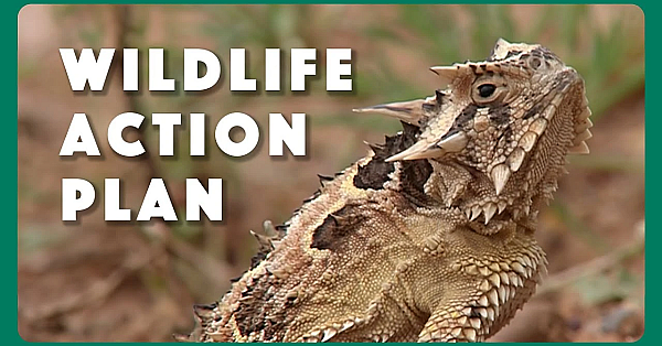 State Wildlife Action Plan For Texas