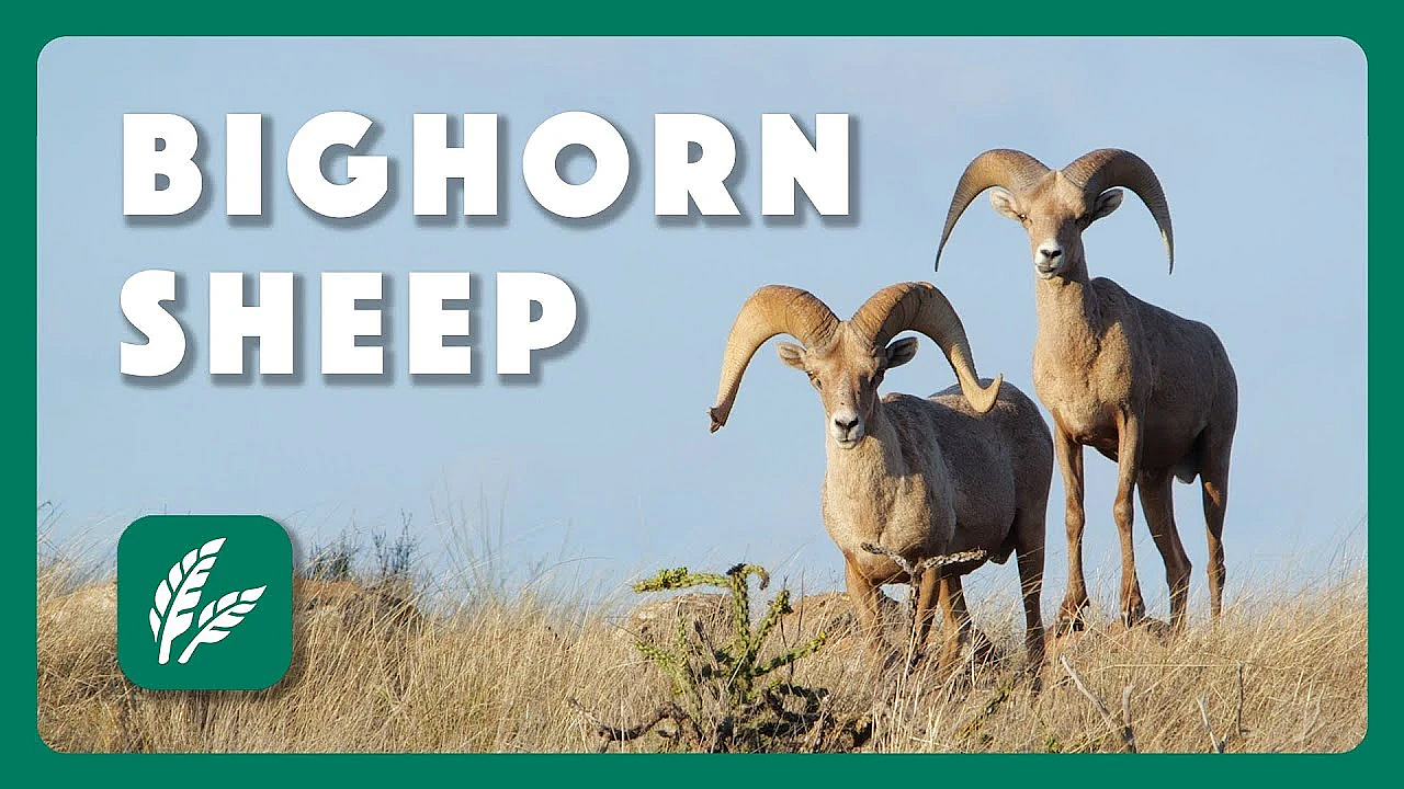 Elephant Mountain -  Postcard From Texas