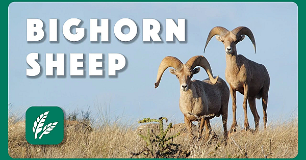 Elephant Mountain -  Postcard From Texas