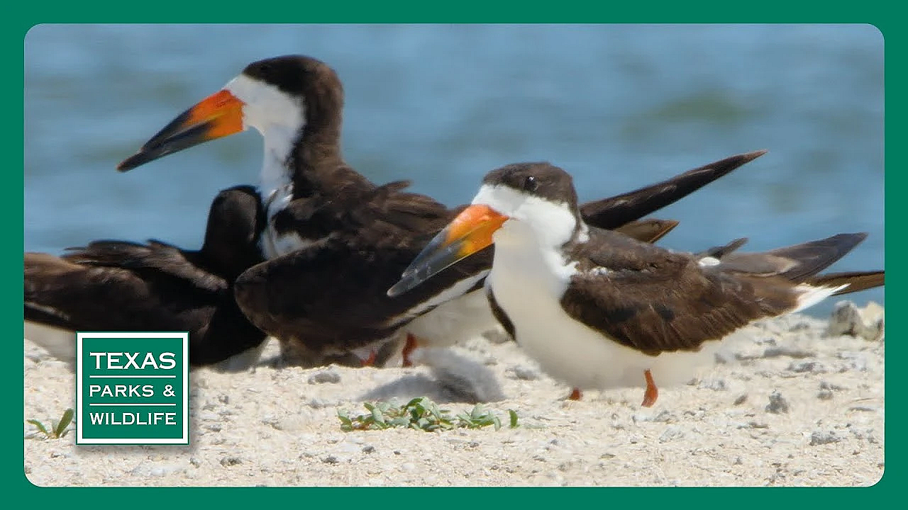 Pbs Trailer - Skimmer Savers, Paddling Goliad, &amp; Pineywoods Family