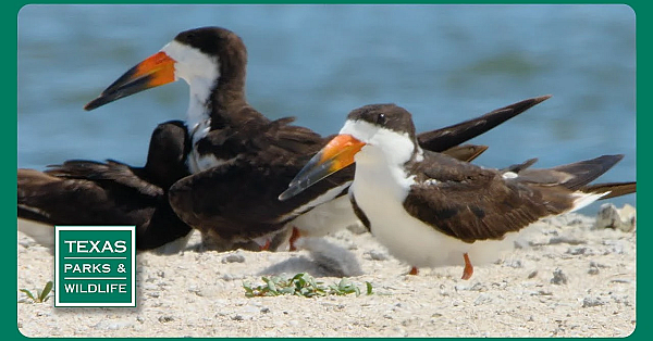 Pbs Trailer - Skimmer Savers, Paddling Goliad, &amp; Pineywoods Family