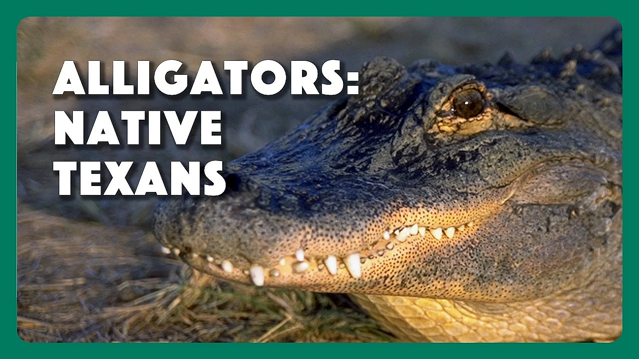 Alligators Native Texans