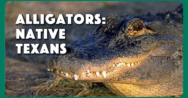 Alligators Native Texans