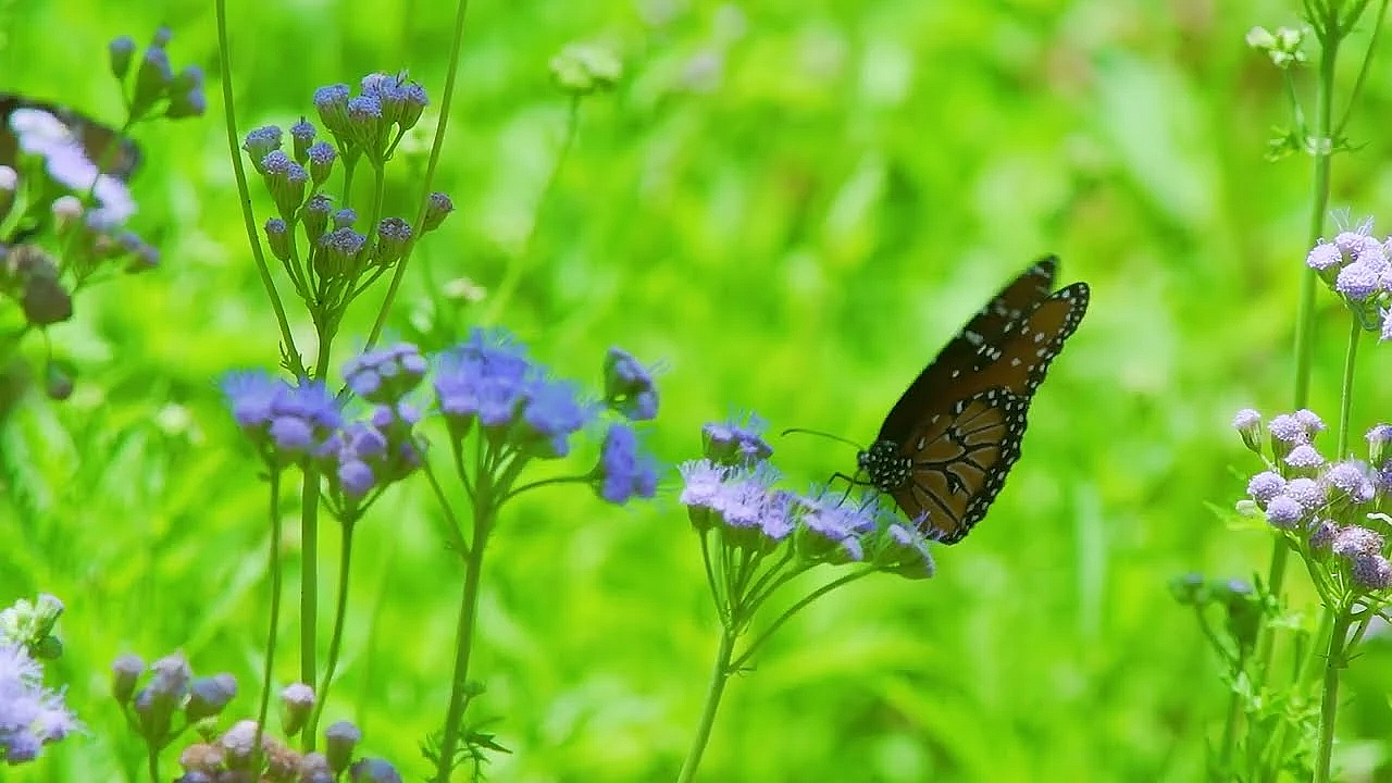 Postcard From Texas: Warbler Woods