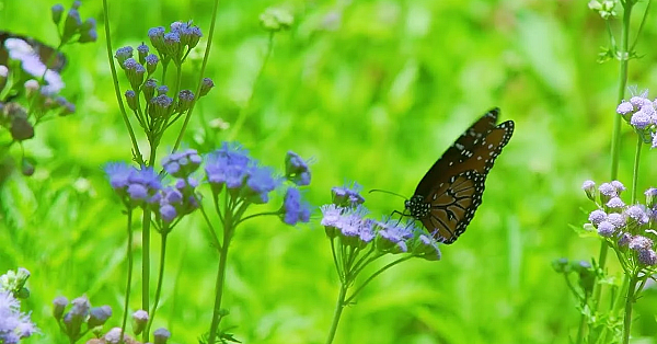 Postcard From Texas: Warbler Woods