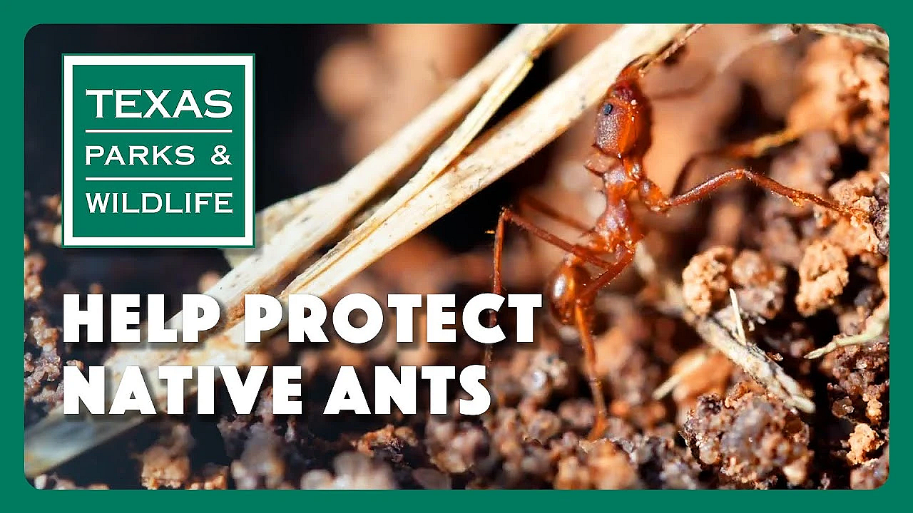 Help Protect Our Native  Ants