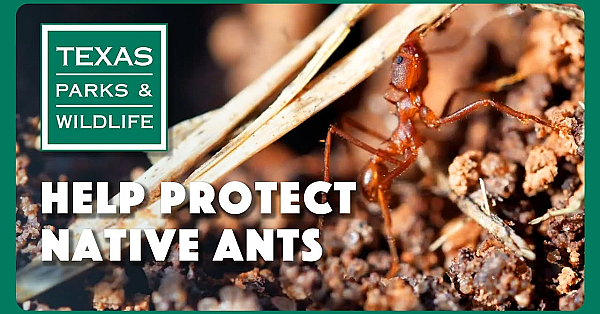 Help Protect Our Native  Ants