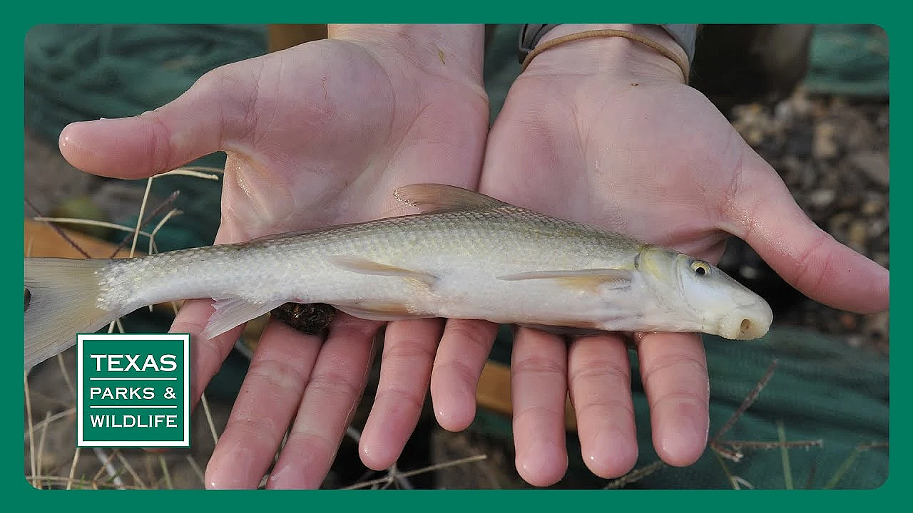 Pbs Preview- Blue Sucker, Galveston Island, Green Turtle Team