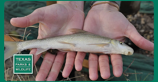 Pbs Preview- Blue Sucker, Galveston Island, Green Turtle Team