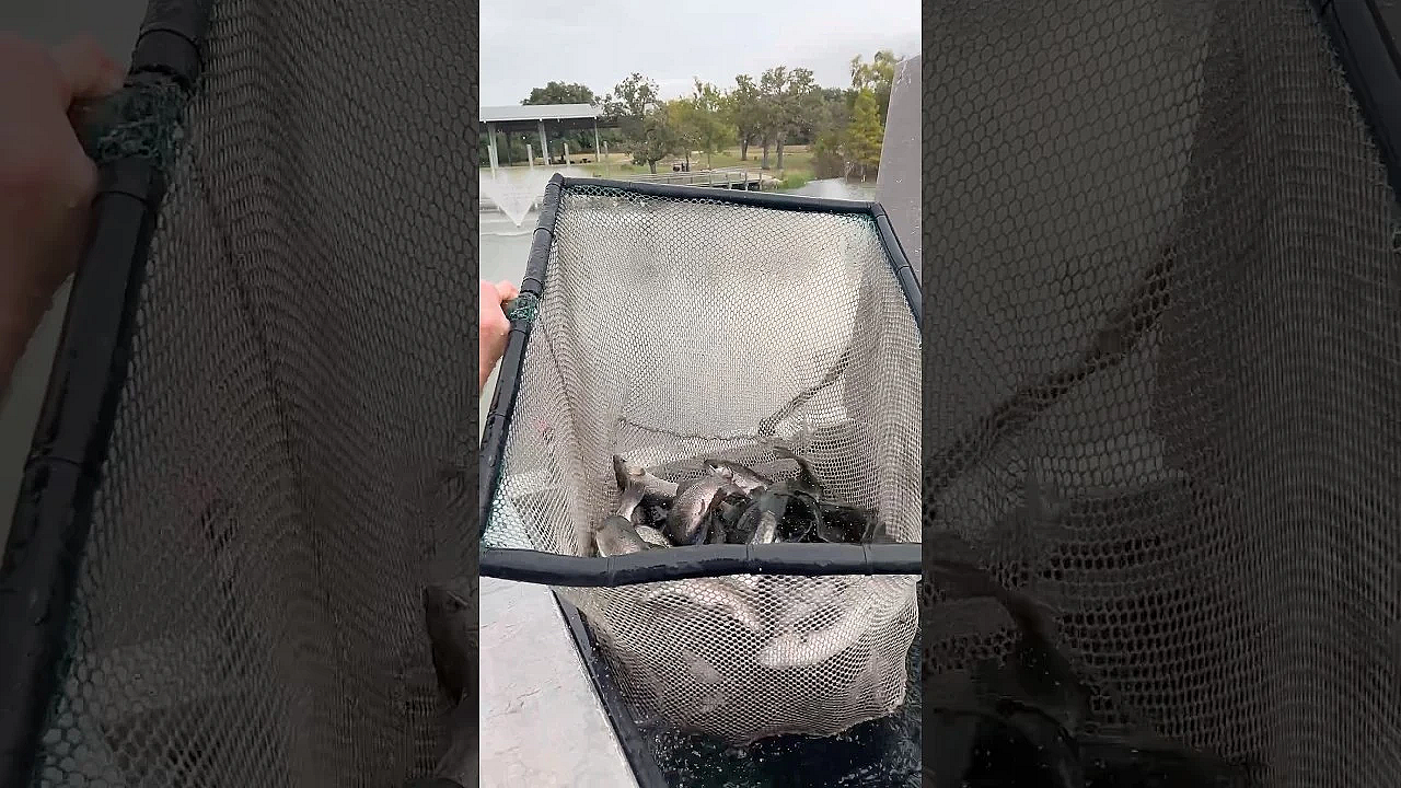 Winter Trout Stocking Time! #texasfishing