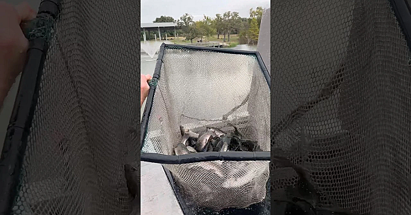 Winter Trout Stocking Time! #texasfishing