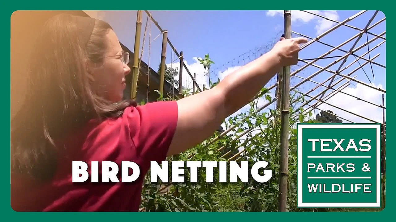 How To Keep Birds Out Of Your Garden Without Netting - Tips From A Wildlife Biologist