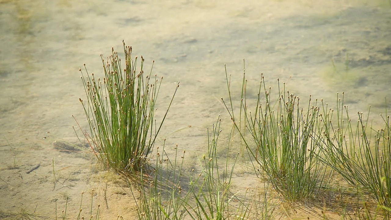 Pbs Show March 10-16, 2019, #2722