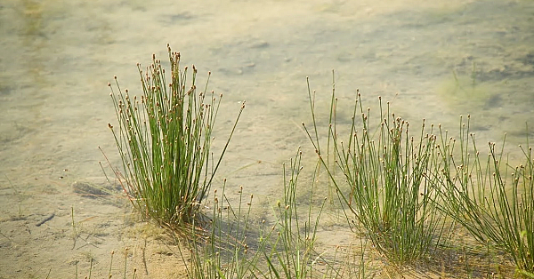 Pbs Show March 10-16, 2019, #2722