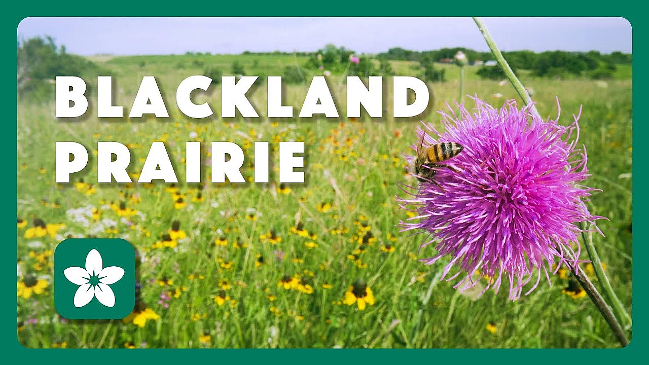 Blackland Prairie - Postcard From Texas