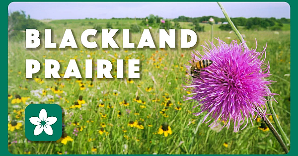 Blackland Prairie - Postcard From Texas