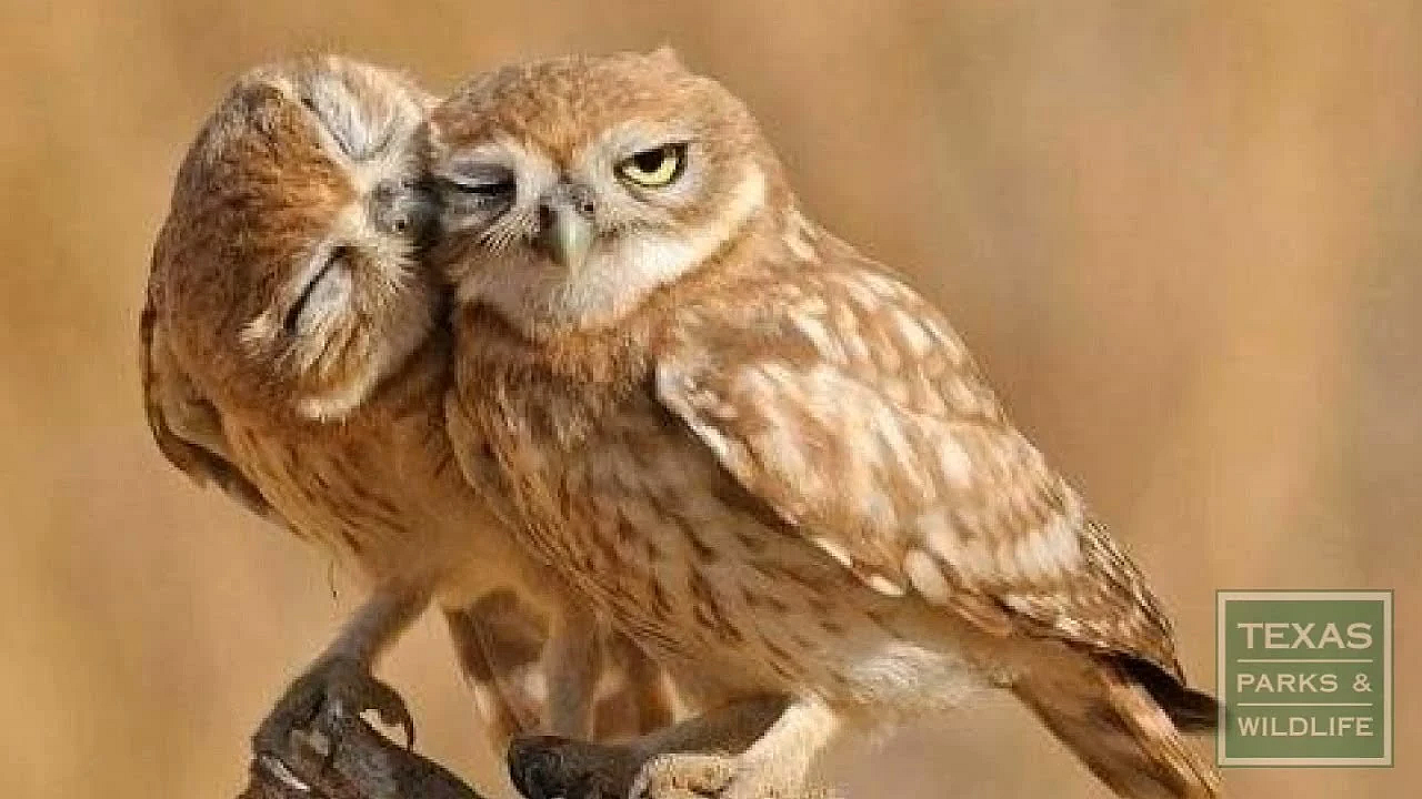 Burrowing Owl Nest Box Construction - Tips From A Wildlife Biologist