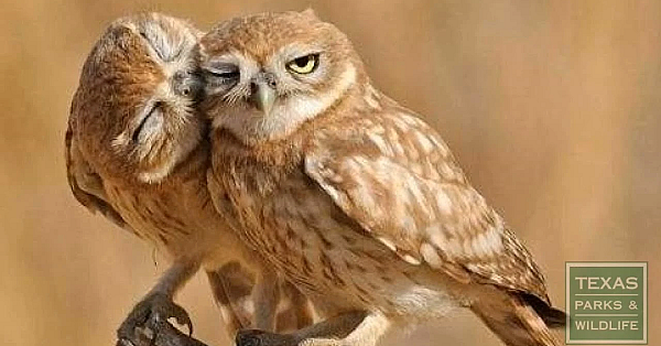 Burrowing Owl Nest Box Construction - Tips From A Wildlife Biologist